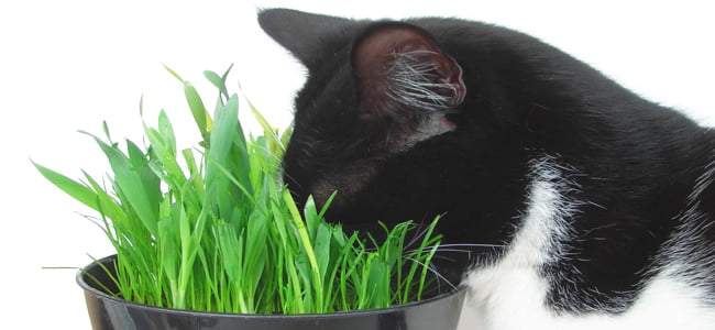 warrior cat herbs - Google Search