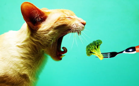 cat-eating-a-broccoli-234
