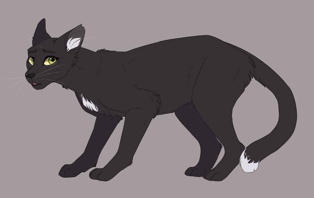 [a design of Ravenpaw with a nervous expression]