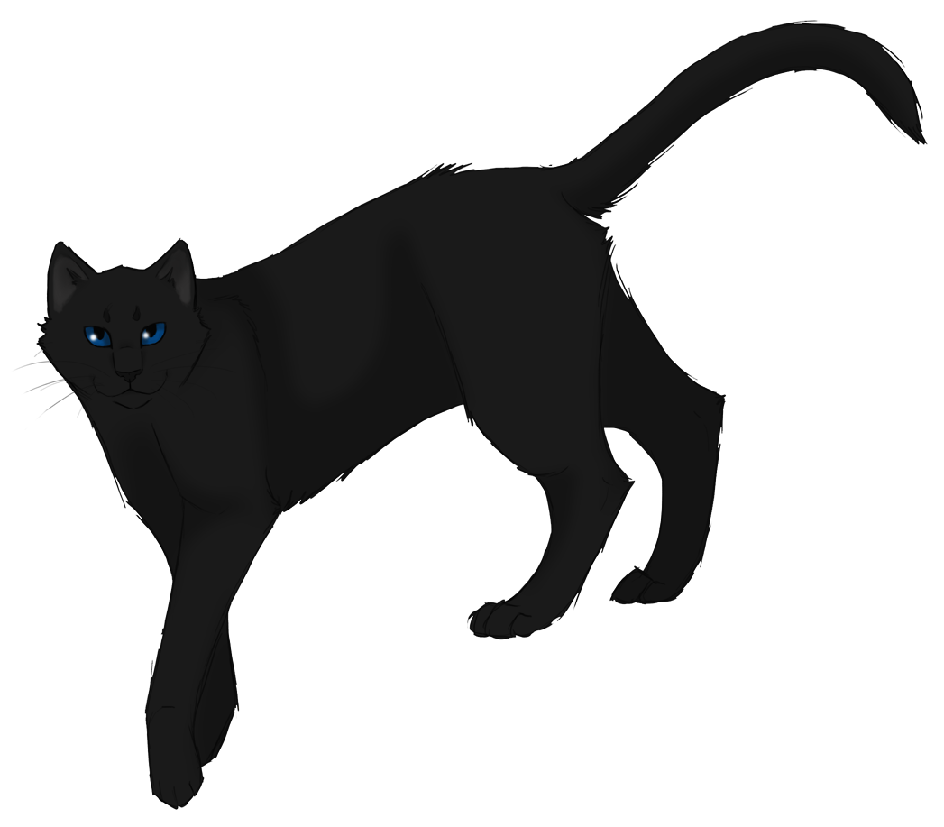 [image description: a black cat with blue eyes steps towards the left and looks at the viewer]