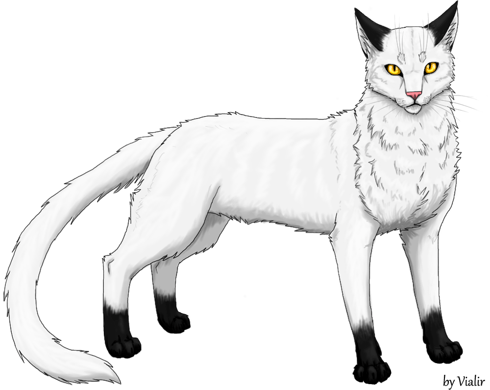 Warrior cats characters