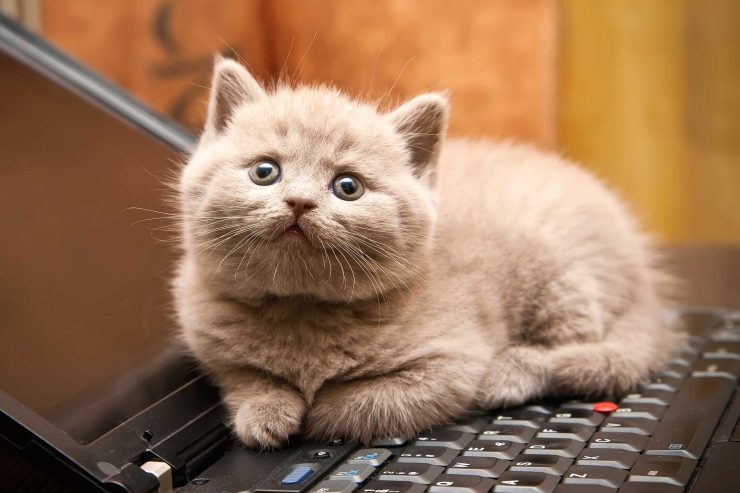 [a fluffy kitten sitting on a laptop]