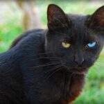 Defending Bluestar- a Good or Bad Cat? by Vanillapaw – BlogClan