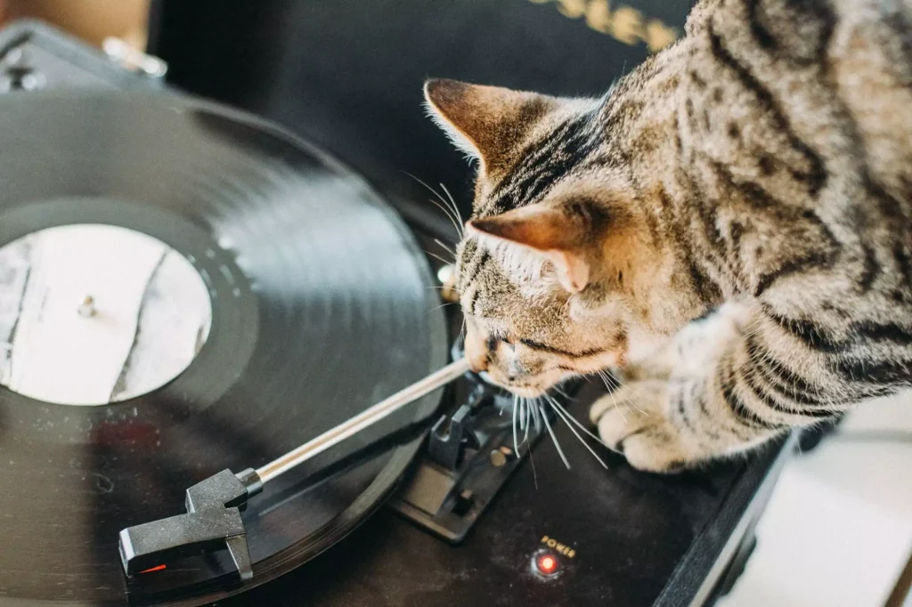 [image description: a brown tabby cat noses the needle arm of a record player]