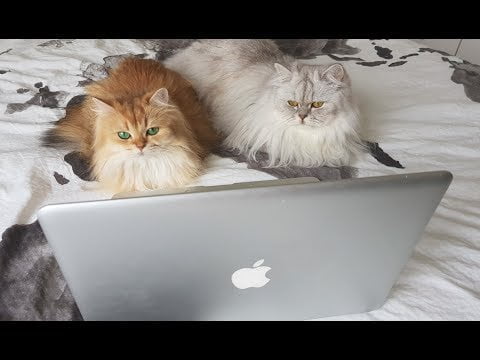 [two fluffy cats look at a MacBook screen]