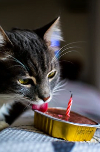 image description: a grey cat licking a brownie with a pink candle in it