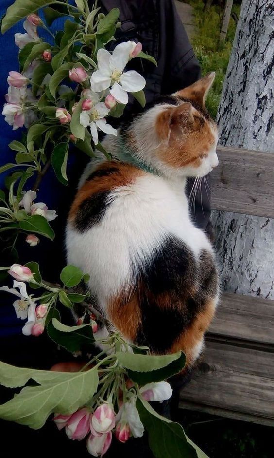 an orange, white, and black calico cat sits to the right of a branch with white and pink flowers