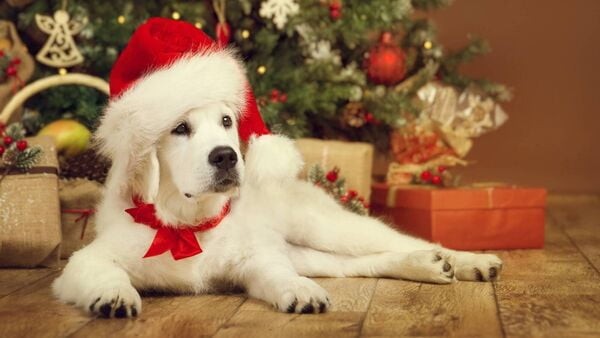image description: white dog with a santa hat and red ribbon collar laying in front of a christmas tree