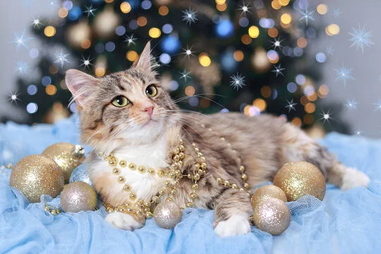 light brown and white tabby cat with green eyes laying on a blue blanket with surrounding ornaments and a christmas tree in the background